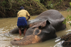 Men bathing Elehpants, Pinnawala, Sri Lanka